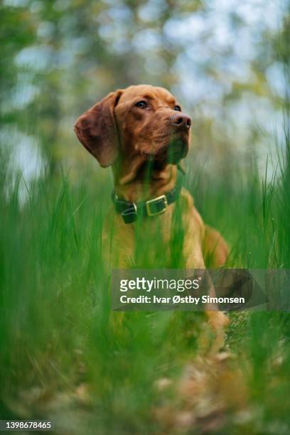 porträt eines gutaussehenden hundes, der sich im wald entspannt - weimaraner stock-fotos und bilder