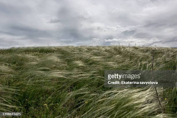 grass, grass in the steppes, swaying in the wind. - swaying stock pictures, royalty-free photos & images