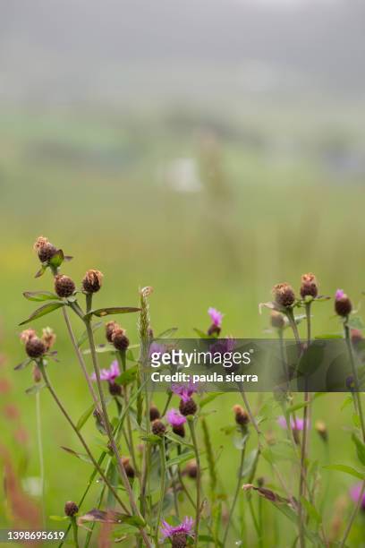 safflowers in a foggy day - uncultivated stock pictures, royalty-free photos & images
