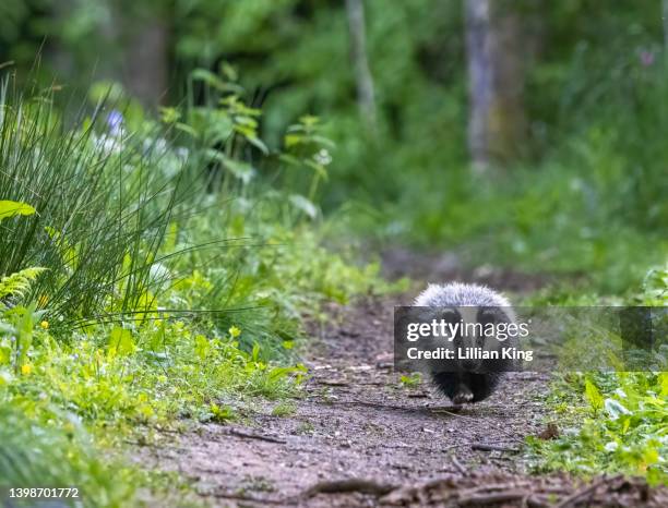 badger cubs in spring - badger face stock pictures, royalty-free photos & images