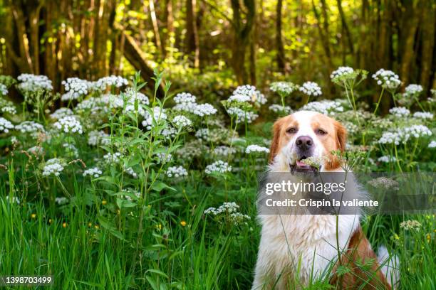 dog, sitting, meadow with white flowers, nature - dog with long hair stock pictures, royalty-free photos & images