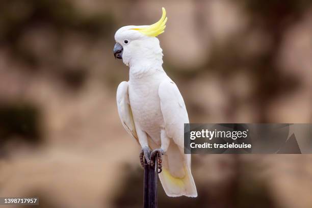 schwefelkammkadu (cacatua galerita) - cockatoo stock-fotos und bilder