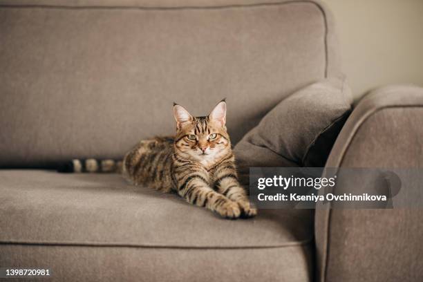 cute cat on grey couch - gatto soriano foto e immagini stock