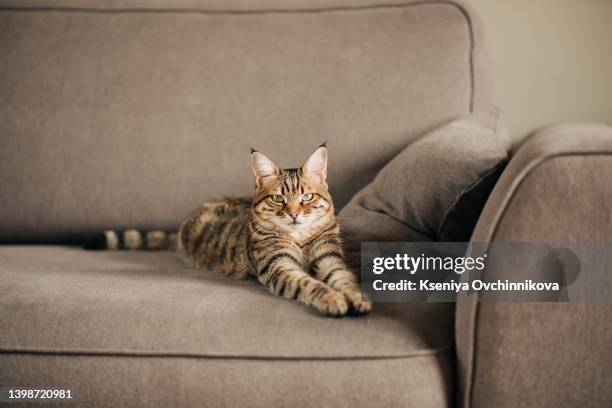 cute cat on grey couch - tabby stock pictures, royalty-free photos & images