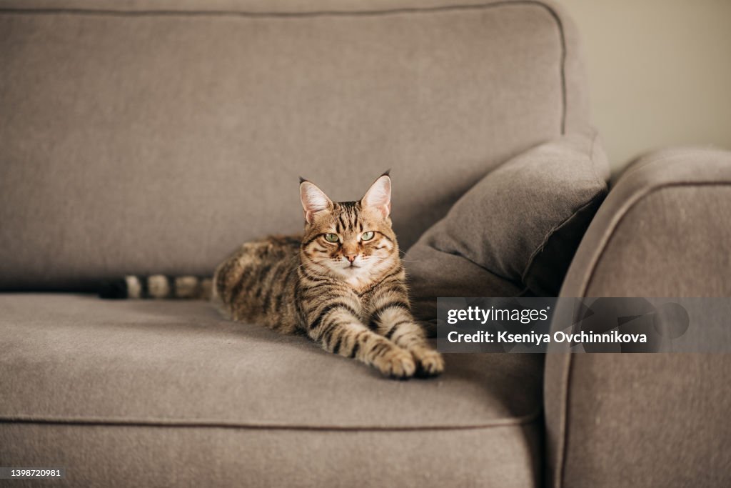 Cute cat on grey couch