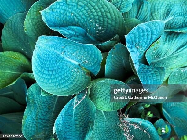 hosta plants provide dramatic patterns & shapes in the spring garden - hosta foto e immagini stock