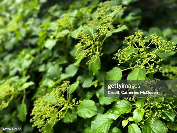 climbing hydrangea plant in springtime - hydrangea tree stock pictures, royalty-free photos & images