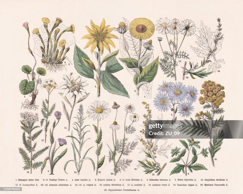 Flowering plants (Angiospermae, Asteraceae), hand-colored wood engraving, published in 1887