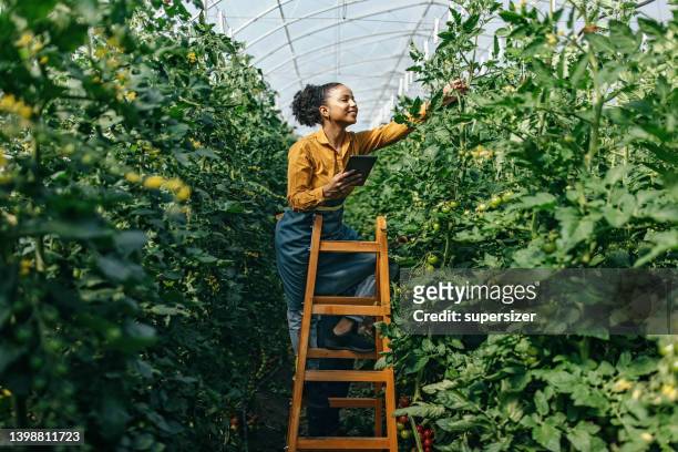 controlling the plants - farm woman 個照片及圖片檔