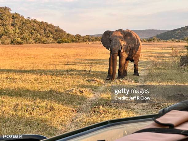 large wild elephant on safari - limpopo province stock pictures, royalty-free photos & images