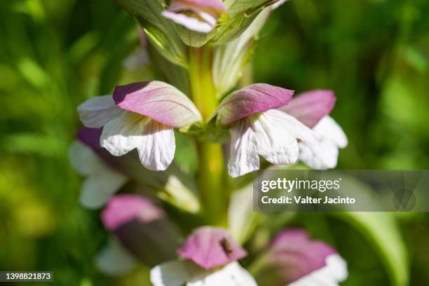 bear's breeches (acanthus mollis) - bear's breeches stock pictures, royalty-free photos & images