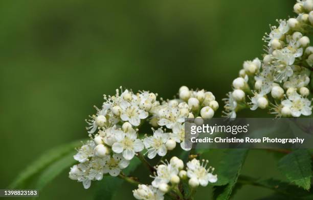 blossom in may - hawthorns stock-fotos und bilder