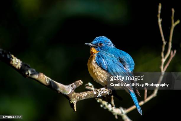 tickell's blue flycatcher - zangvogels stockfoto's en -beelden
