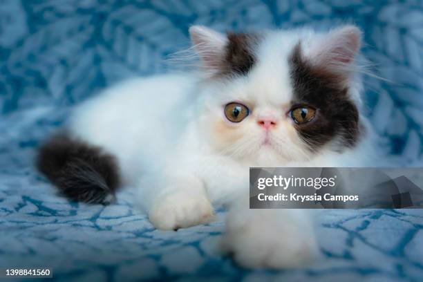 black- white persian kitten looking at camera on blue blanket - chat persan photos et images de collection