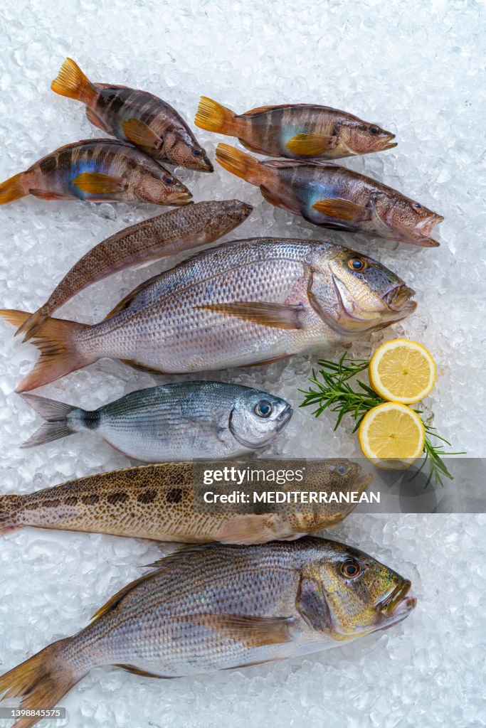Fish catch arrangement on ice as a seafood still life incuding snapper, dentex and seabream