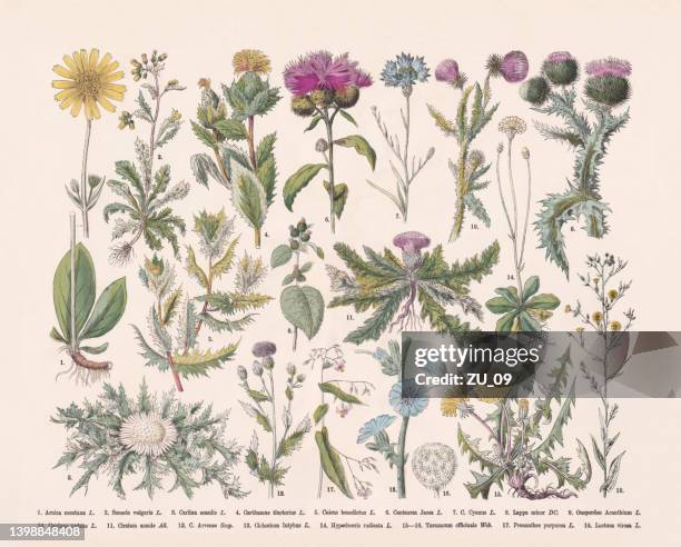 stockillustraties, clipart, cartoons en iconen met flowering plants (angiospermae, asteraceae), hand-colored wood engraving, published in 1887 - thistle
