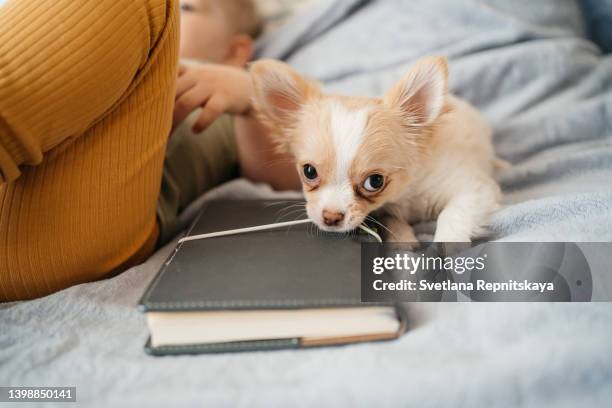 baby toddler lies on the bed with a book and a small puppy. cancer patients and family support concept - kids first aid kit stock-fotos und bilder