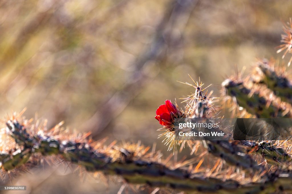 Buckhorn Cholla