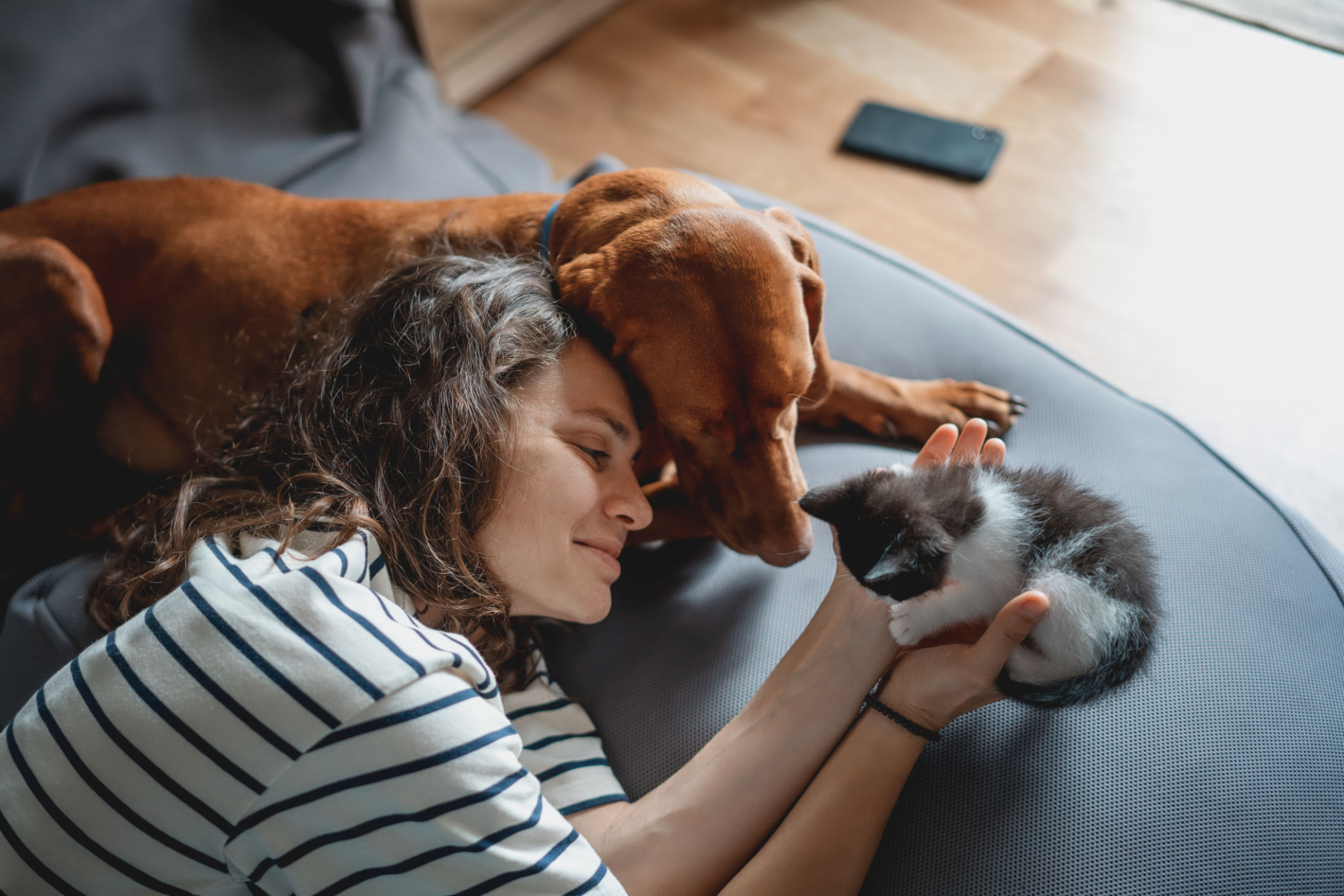pet sitting comfort
