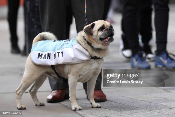 Dog with a Manchester City jacket is seen during the Manchester City FC Victory Parade on May 23, 2022 in Manchester, England.