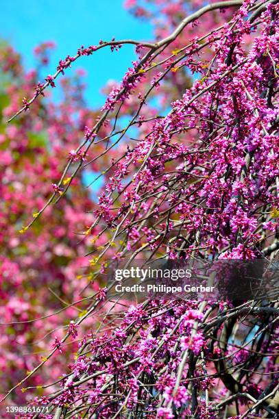 lavender twist redbud tree - árvore de judas - fotografias e filmes do acervo