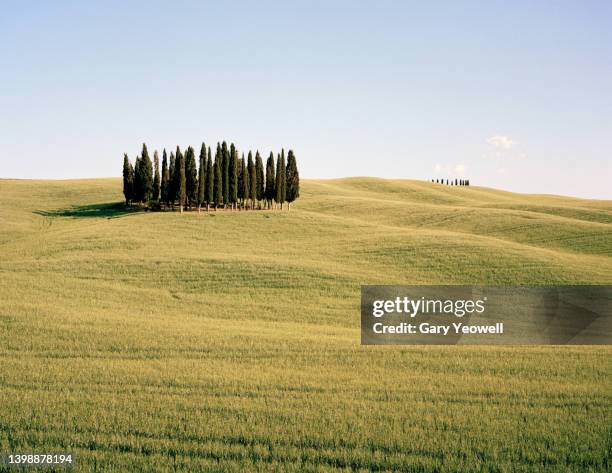 cypress trees on a hillside in tuscany - treelined stock pictures, royalty-free photos & images