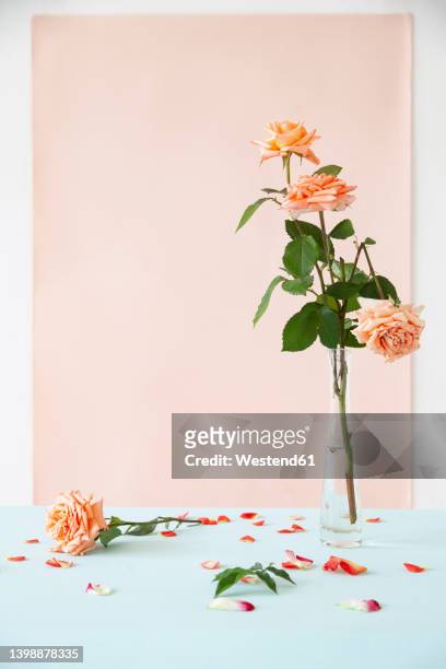 roses in vase by fallen petals on table against pink backdrop - fiori appassiti foto e immagini stock