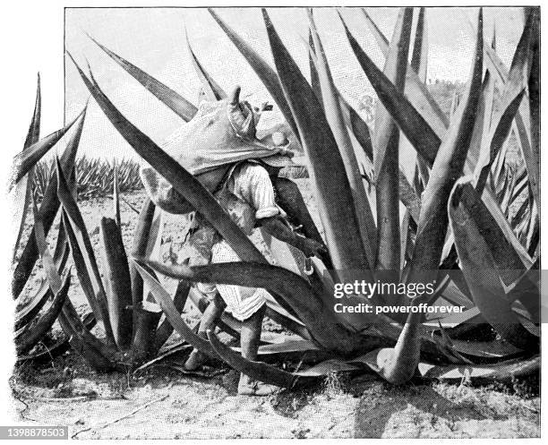 ilustrações de stock, clip art, desenhos animados e ícones de a tlaquichero man harvesting maguey syrup from a agave americana plant to make pulque in mexico - 19th century - milking