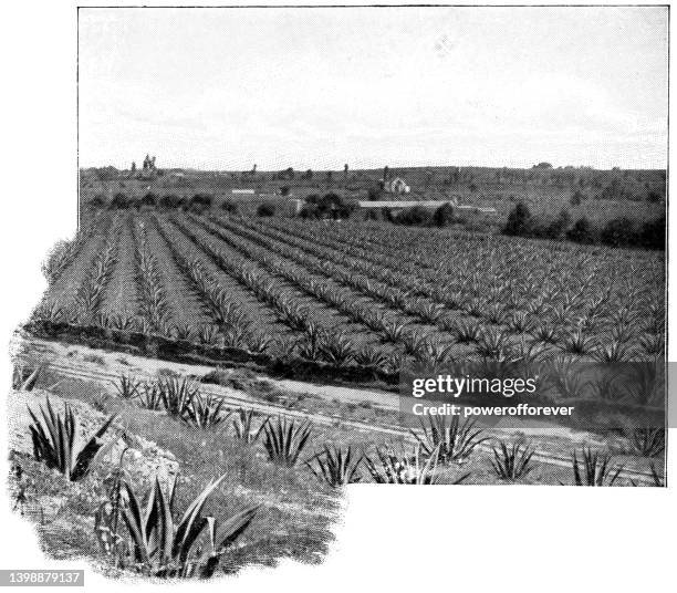 a field of agave americana plant at a pulque farm in mexico - 19th century - mexico black and white stock illustrations