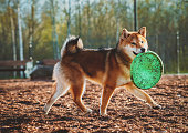 Shiba Inu plays on the dog playground in the park.