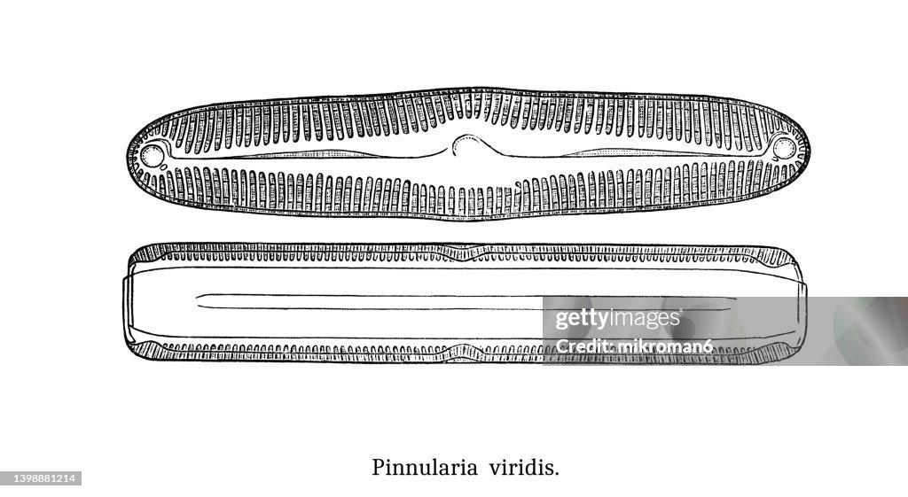 Old engraved illustration of Algae - Pinnularia viridis