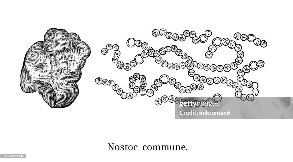 Old engraved illustration of Algae - Nostoc commune, star jelly, witch's butter, mare's eggs, fah-tsai or facai