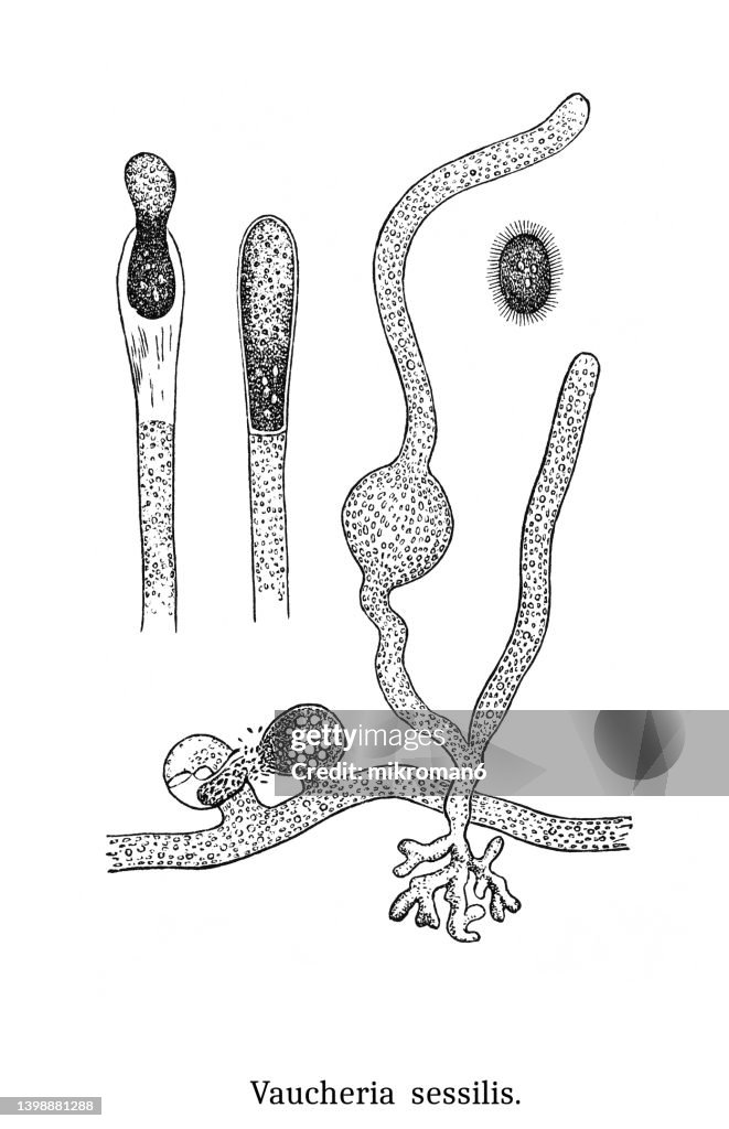 Old engraved illustration of Algae - yellow-green algae, water felt (Vaucheria sessilis)