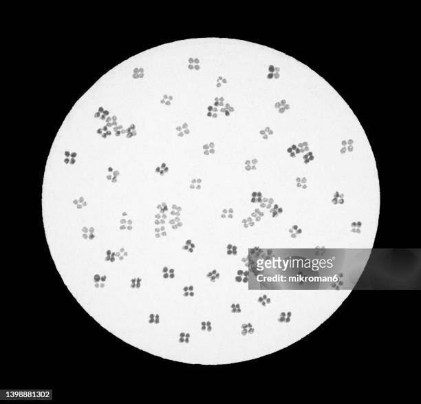 old chromolithograph illustration of magnification of bacteria micrococcus tetragenus - micrococco foto e immagini stock