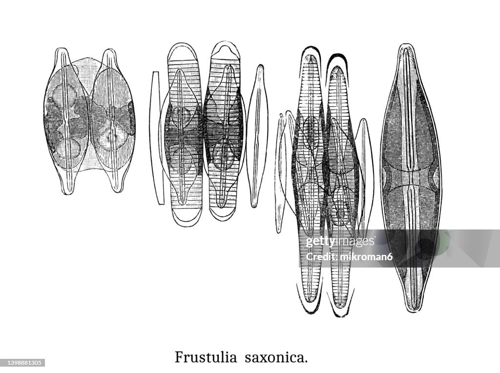 Old Engraved Illustration Of Algae Frustulia Saxonica High-Res Stock ...