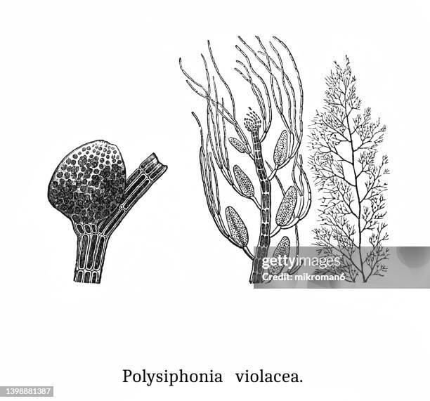 old engraved illustration of algae - polysiphonia violacea, filamentous red algae - polysiphonia stock pictures, royalty-free photos & images