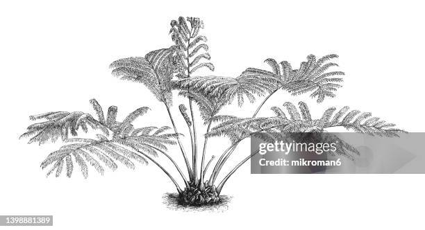 old engraved illustration of king fern, giant fern, elephant fern, oriental vessel fern, madagascar tree fern, or mule's foot fern (angiopteris evecta) - palmiers stockfoto's en -beelden