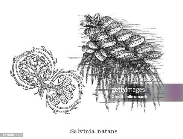 old engraved illustration of floating fern, floating watermoss, floating moss, or commercially, water butterfly wings (salvinia natans) - salvinia stock pictures, royalty-free photos & images