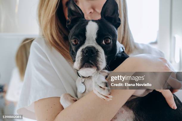 woman at  home with a boston terrier dog - boston terrier photos et images de collection