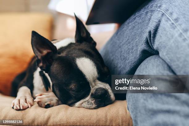 boston terrier dog at home - boston terrier stock pictures, royalty-free photos & images