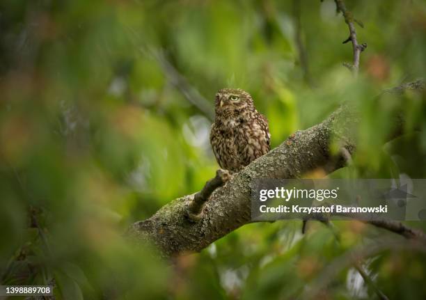 little owl - little owl stockfoto's en -beelden