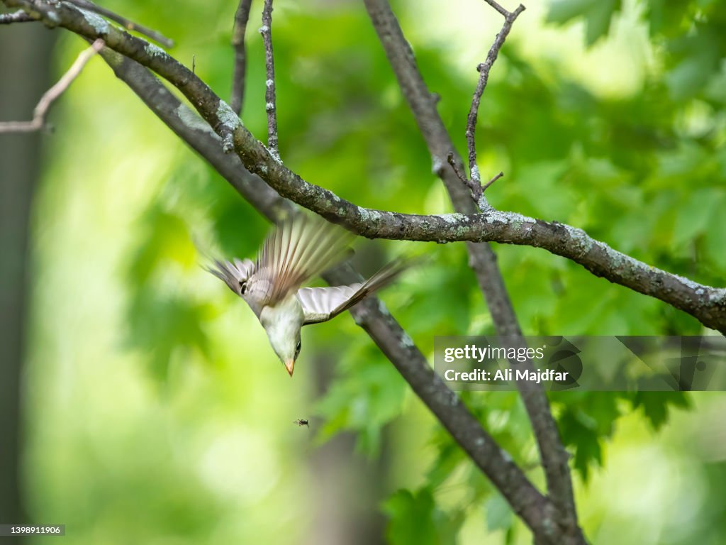 Eastern Wood-Pewee