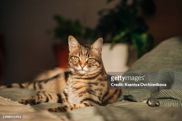 cute calico cat on a bed in light and bright bedroom - cat white background stock-fotos und bilder