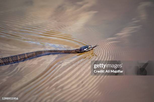 northern watersnake - river snake stock pictures, royalty-free photos & images