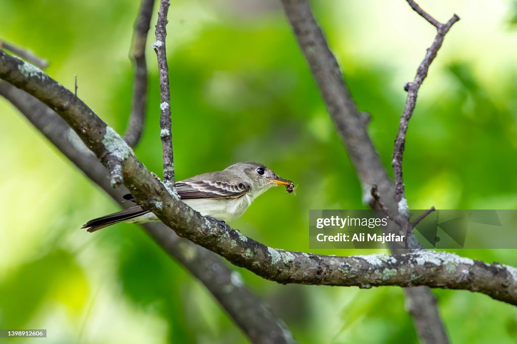 Eastern Wood-Pewee