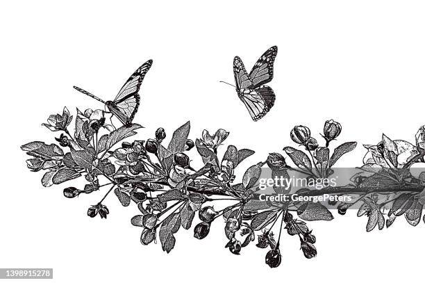 apple blossoms and monarch butterflies - scratchboard stock illustrations