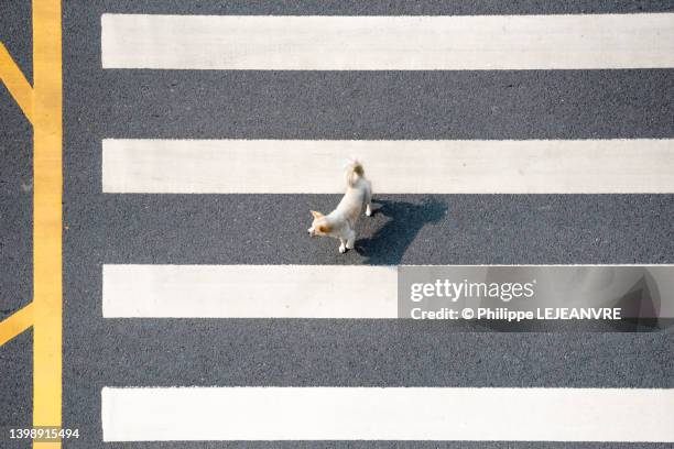 dog standing on zebra crossing aerial view on a sunny day - dog overhead view stock pictures, royalty-free photos & images