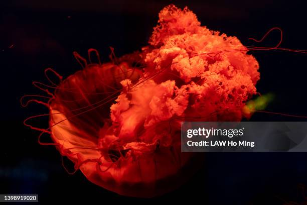 jellyfish - asian water splash stock pictures, royalty-free photos & images