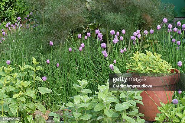 herb garden dotted with purple flowers - kruidentuin stockfoto's en -beelden