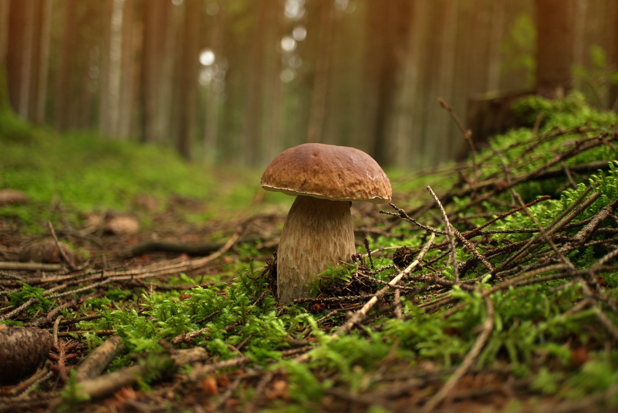 mushroom growing